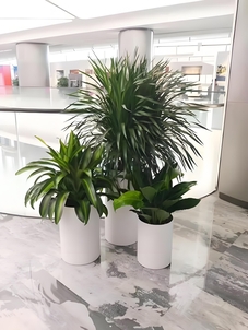 探秘宁波奉化植物租摆公司，绿植租赁的优质之选！